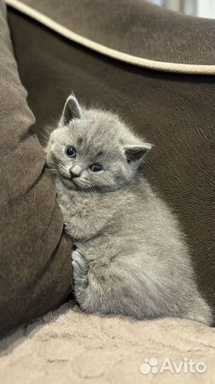 Британские котята