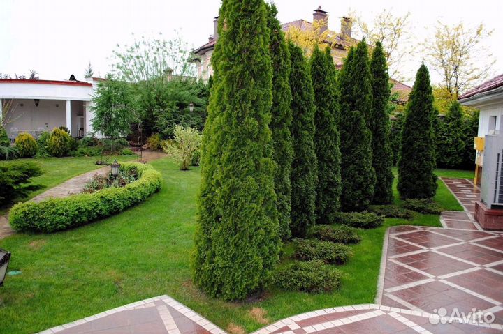 Туя колумна