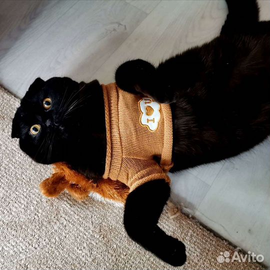 Шотландский Вислоухий кот для вязки