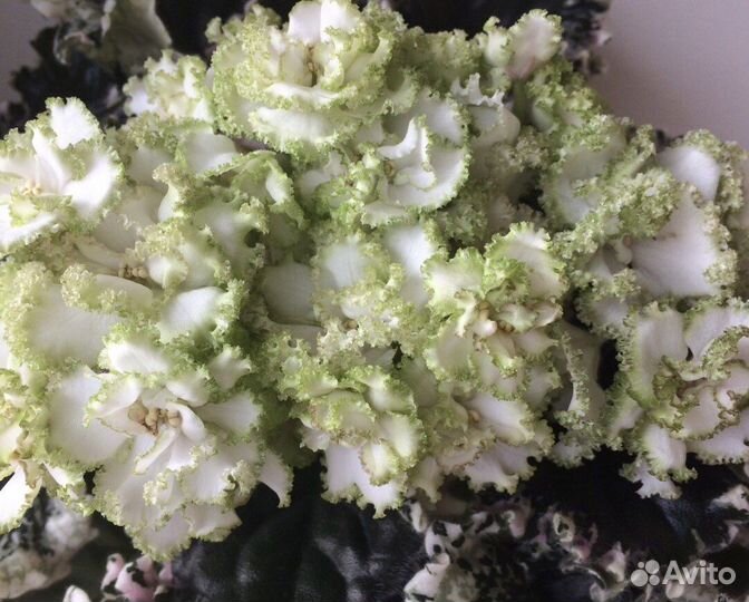 Фиалка Ян-Каприз