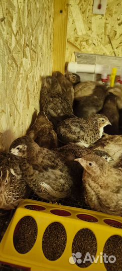 Селадон перепела