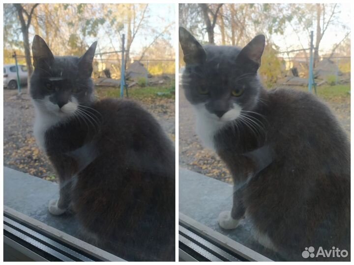 Кот