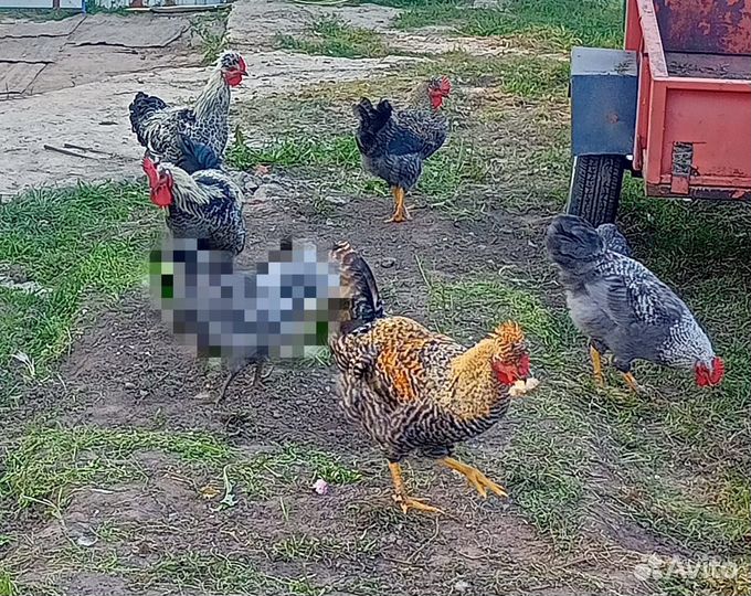 Молодые петухи