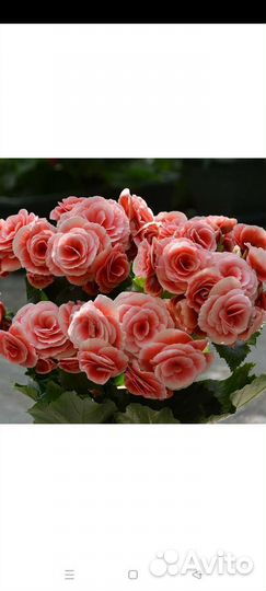 Сортовая бегония элатиор