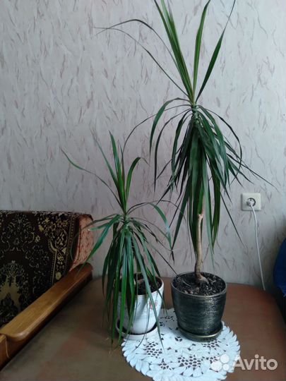 Пальма драцена