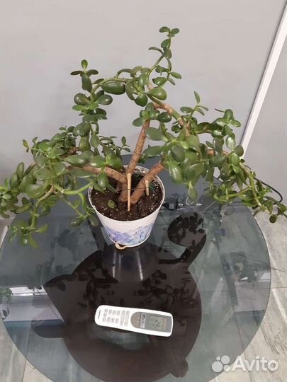 Крассула толстянка