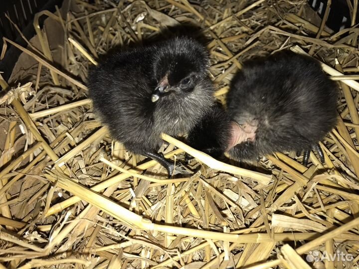 Суточные цыплята, утята, индюшата, гусята, цесарят