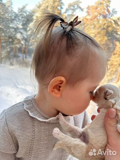 Мальтипу f1 мини девочка