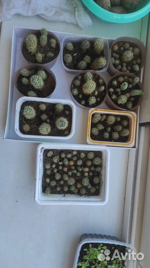 Очаровательные кактусы