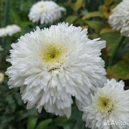 Саженцы с окс ромашка садовая