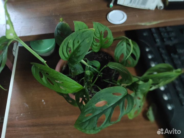 Манстера манки