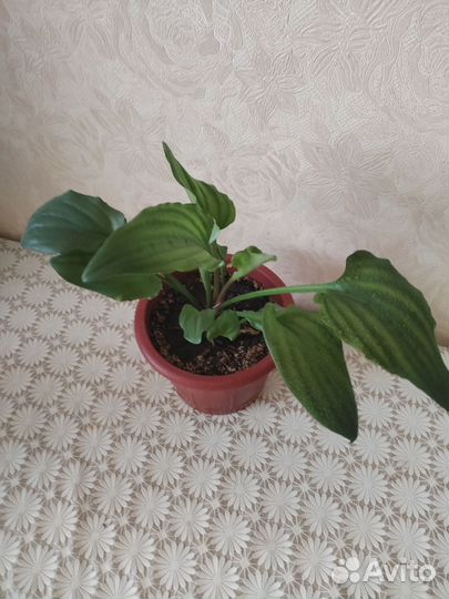 Спатифиллум