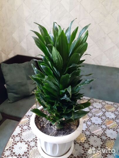 Аглаонема, пальма,кротон