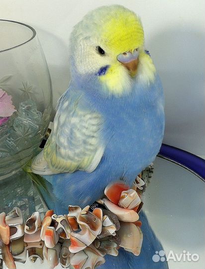 Волнистый попугай