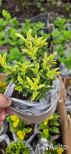 Бересклеты