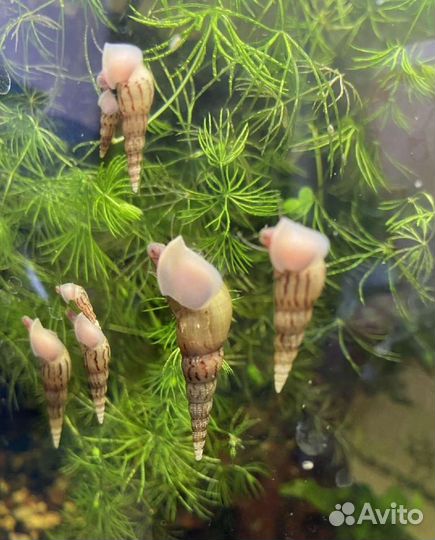 Улитки Мелании