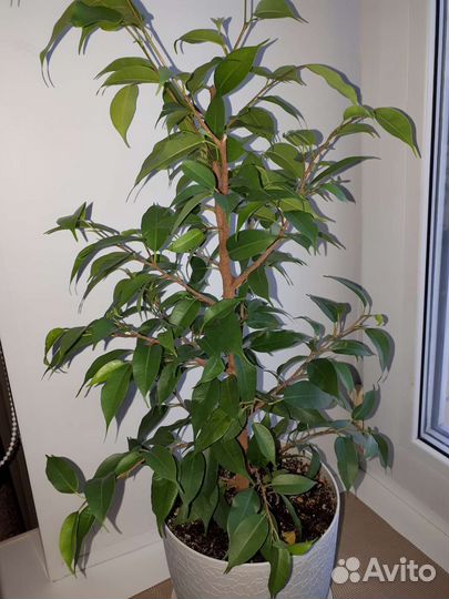 Фикус бенджамина