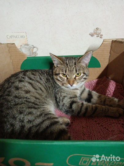 Котенок Хан в хорошие руки бесплатно