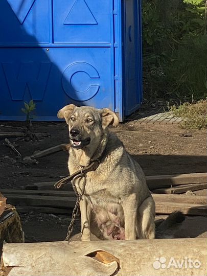 Щенки в добрые руки