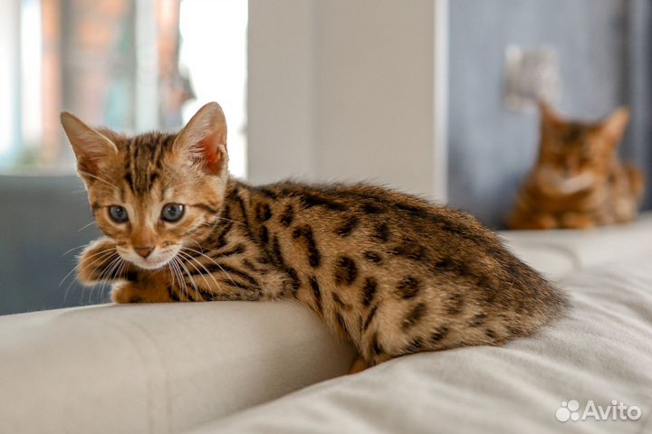 Бенгальские котята
