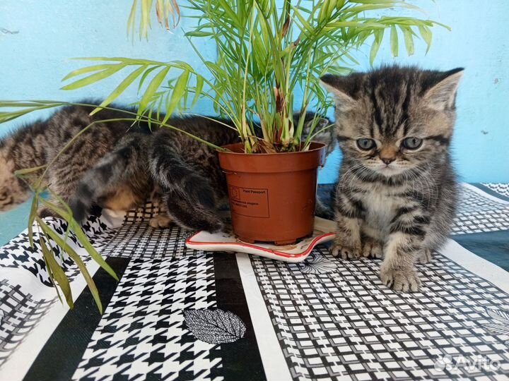 Британские котята