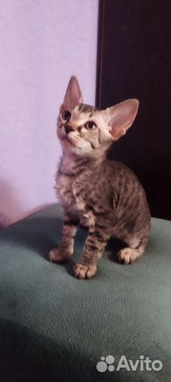 Донской сфинкс котята
