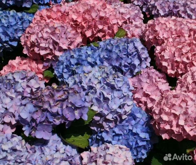 Саженцы крупнолистных гортензий, 5 сортов зкс