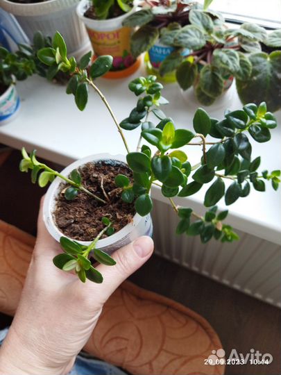 Нематантус