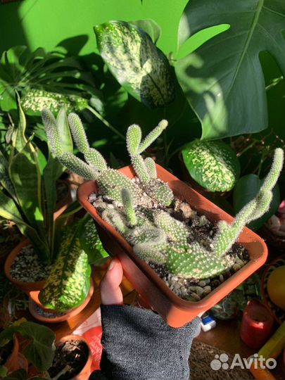 Опунция Мелковолосистая