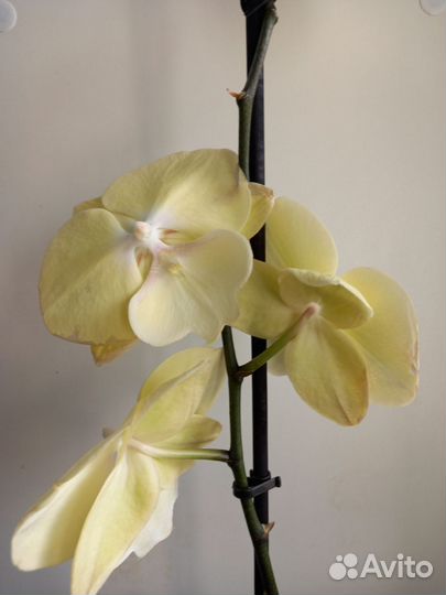 Орхидея фаленопсис биг лип