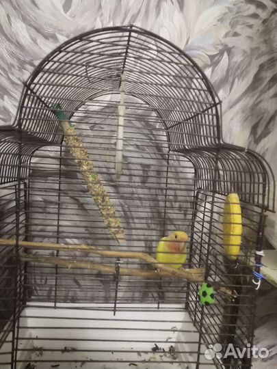 Попугай неразлучник, 4 мес, девочка