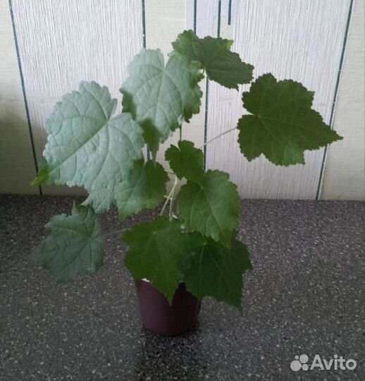 Абутилон красный