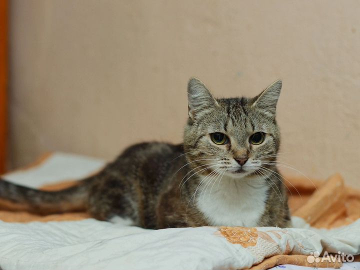 Кошки в добрые руки