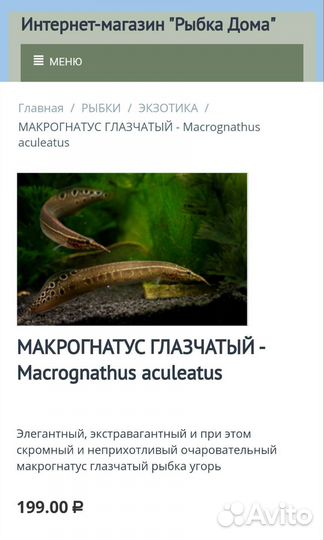 Макрогнатус глазастый Аквариумные рыбки в ассорти