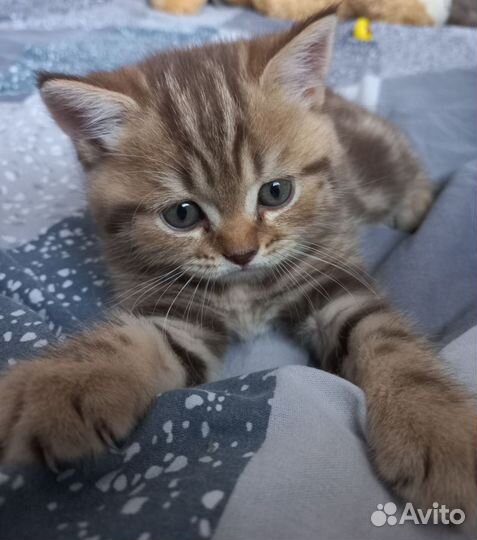 Шатланские котята