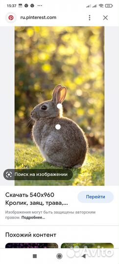 Продам трёх кроликов