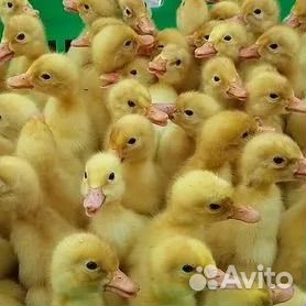 Суточный утенок ST5