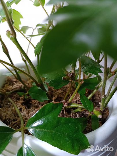 Rhoicissus rhomboidea (Роициссус ромбический)