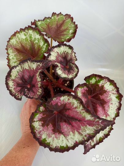 Часть 3. Бегонии декоративнолиственные