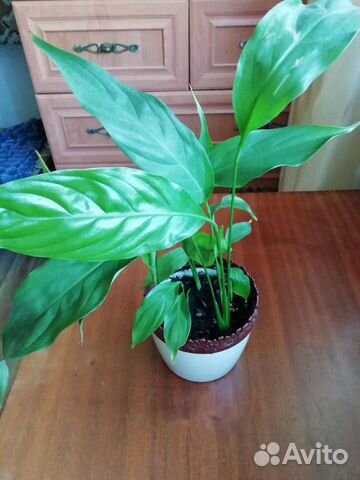 Спатифиллум