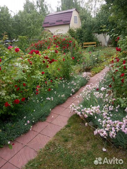 Махровая розовая китайская гвоздика