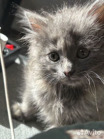 Отдам котенка в добрые руки