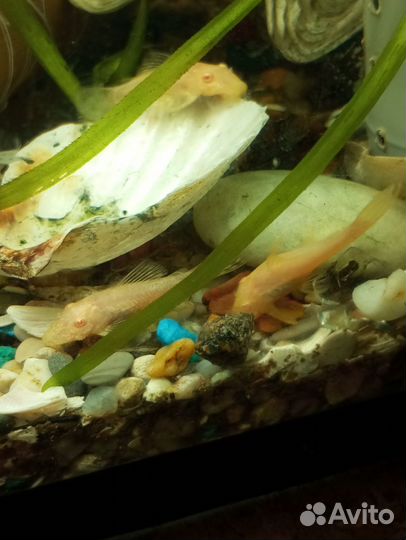 Сомики анциструсы