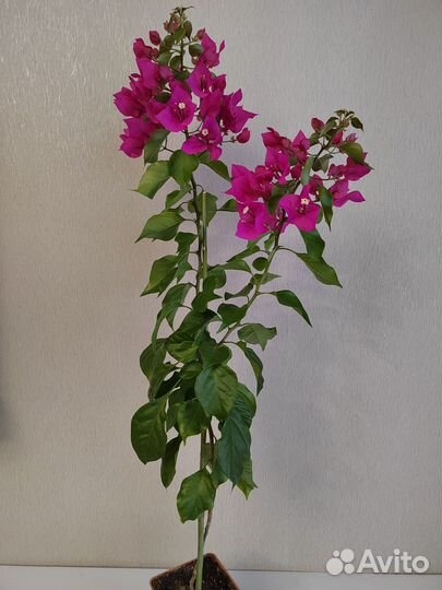 Бугенвиллия цветущая