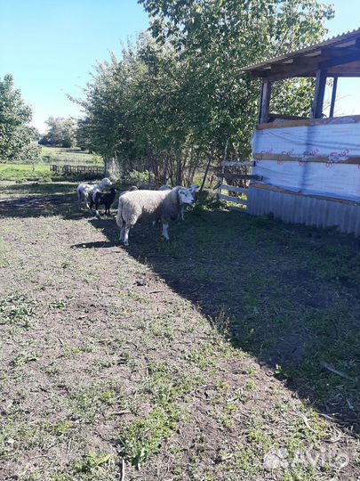 Баран тексель