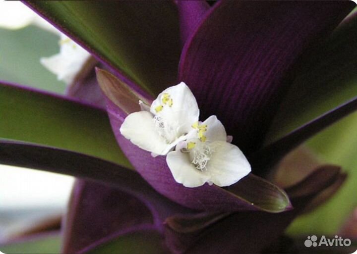 Композиция из 3-7 растений