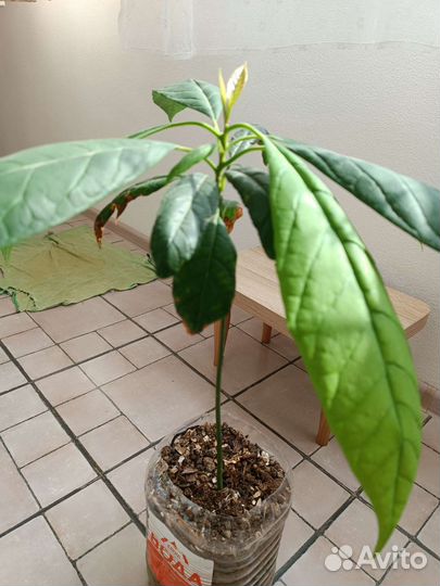 Деревце авокадо