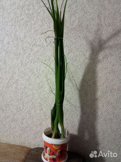 Индийский лук