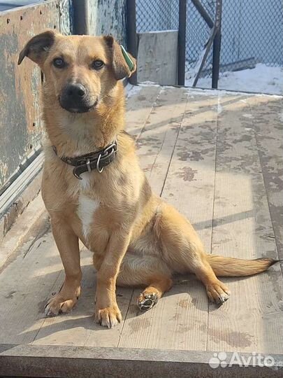 Маленькая собака в квартиру (чуть больше Таксы)