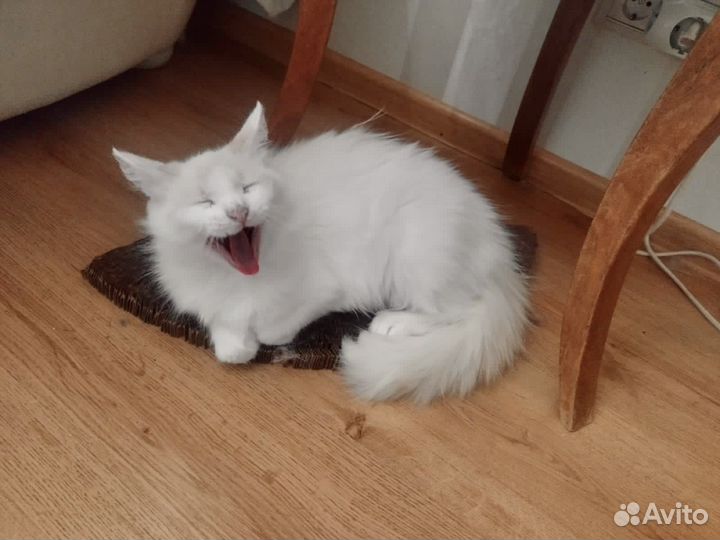 Турецкая ангора